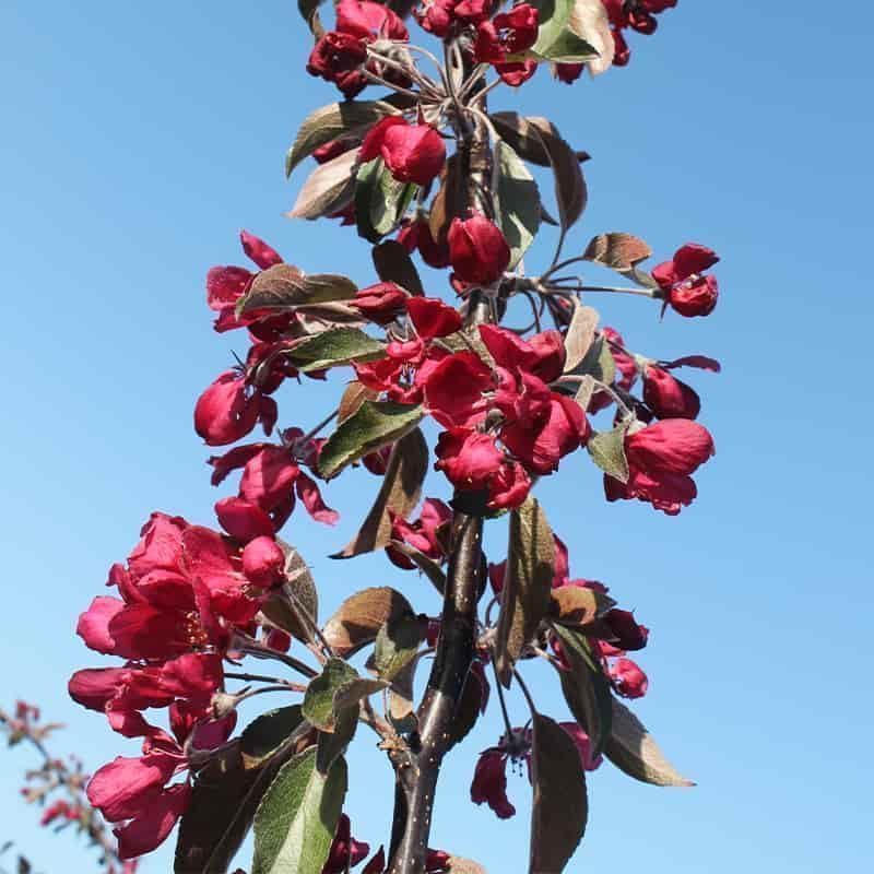 découvrez comment le malus co2 peut alourdir le coût de votre véhicule en france. comprenez les impacts financiers du malus écologique et trouvez des conseils pour limiter cette taxe lors de l'achat d'une voiture.