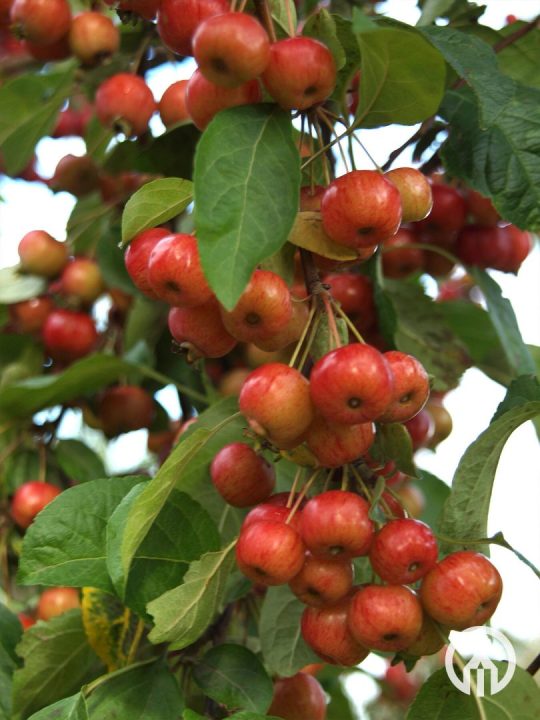 découvrez comment le malus co2 peut alourdir le coût d'achat de votre véhicule. explications sur le fonctionnement, les montants à prévoir et des conseils pour éviter un malus co2 trop élevé.