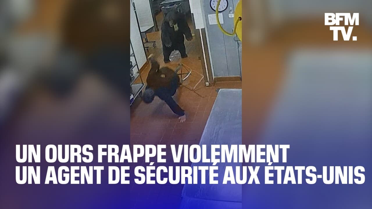 découvrez l'affaire insolite de fraude à l'assurance impliquant trois américains déguisés en ours, une escroquerie atypique qui a surpris les enquêteurs.