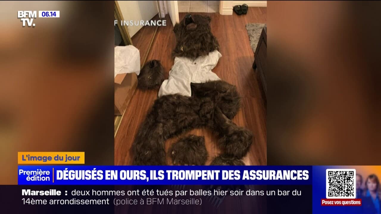 découvrez l'affaire insolite de trois condamnés pour s'être déguisés en ours et pour des infractions liées à des voitures de luxe.